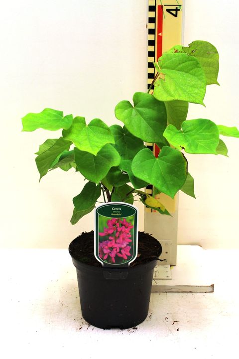 Cercis chinensis 'Avondale'
