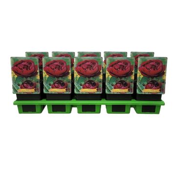 Paeonia 'Buckeye Belle'