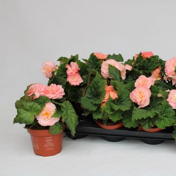 Begonia 'Fortune Pink'