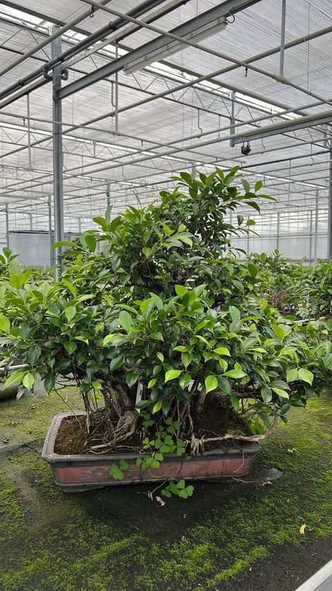 Ficus retusa