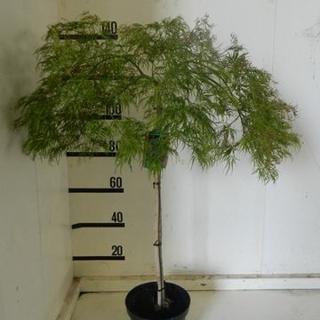 Acer palmatum 'Dissectum'