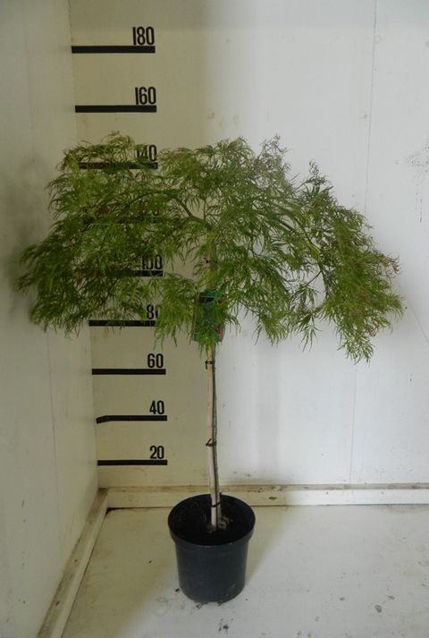 Acer palmatum 'Dissectum'
