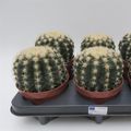 Echinocactus grusonii brevispinus
