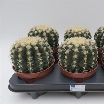 Echinocactus grusonii brevispinus