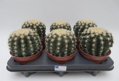 Echinocactus grusonii brevispinus