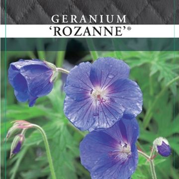 Geranium ROZANNE