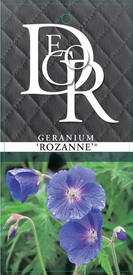 Geranium ROZANNE