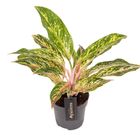 Aglaonema 'Twiggy Red'