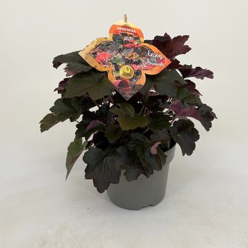 Heuchera micrantha 'Palace Purple'