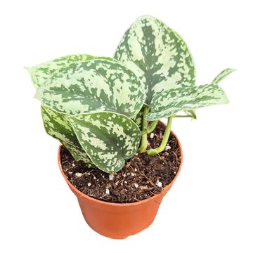 Scindapsus 'Shimmering Silver'