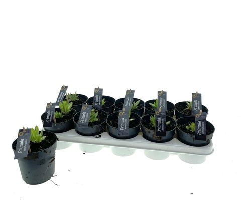 Primula denticulata MIX
