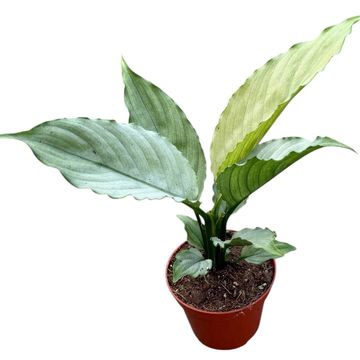 Spathiphyllum 'Blue Ice'