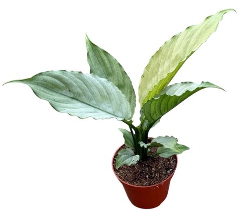 Spathiphyllum 'Blue Ice'