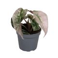 Alocasia 'Dwarf Variegata'