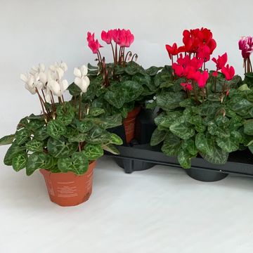 Cyclamen persicum SUPER SERIE CARINO MIX
