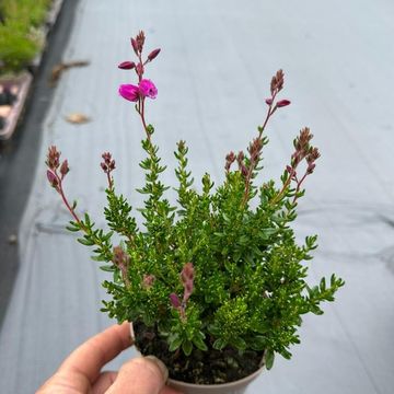 Daboecia cantabrica 'Irish Princess'