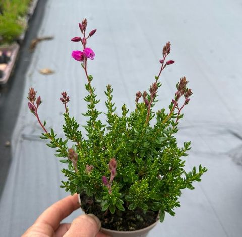 Daboecia cantabrica 'Irish Princess'