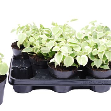 Peperomia scandens 'Variegata'