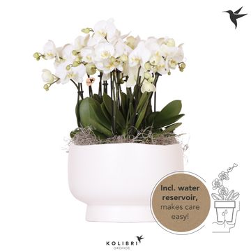 Ετοιμασίες Phalaenopsis