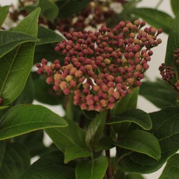 Viburnum tinus 'Ladybird'