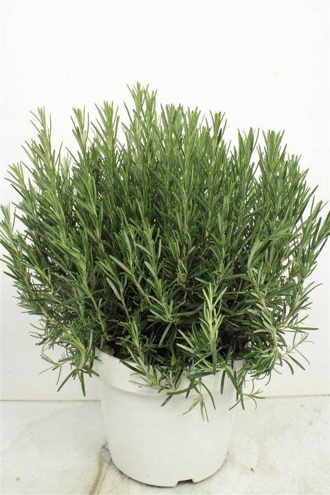 Rosmarinus officinalis