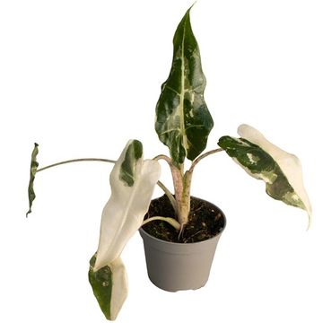 Alocasia 'Sarian Albo Variegata'