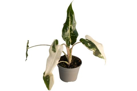 Alocasia 'Sarian Albo Variegata'