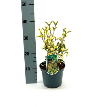 Ligustrum japonicum ARLEQUIN