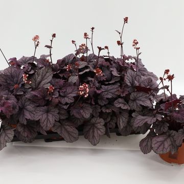 Heuchera 'Sugar Plum'