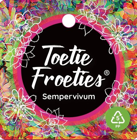 Sempervivum TOETIE FROETIES MIX IN POT