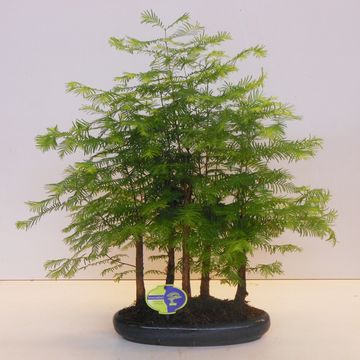 Metasequoia glyptostroboides