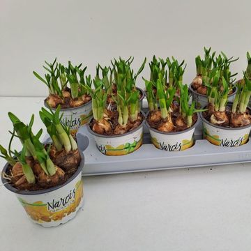 Narcissus 'Tête Bouclé'