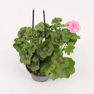 Pelargonium ROYAL LIGHT PINK