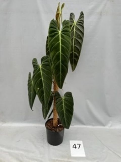 Philodendron melanochrysum