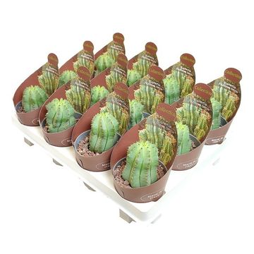 Euphorbia fruticosa 'Inermis'