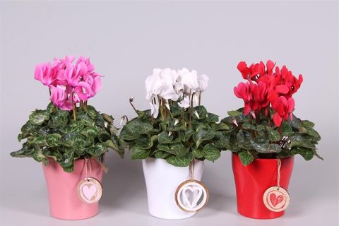 Cyclamen persicum SUPER SERIE S ALLURE MIX