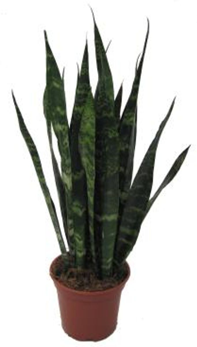 Sansevieria 'Zeylanica' In Vaso 12 Cm - Pianta Da Interno Alta 30-40 Cm, Facilissima Da Curare, Purificante