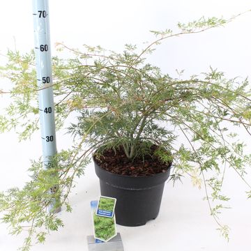 Acer palmatum 'Emerald Lace'