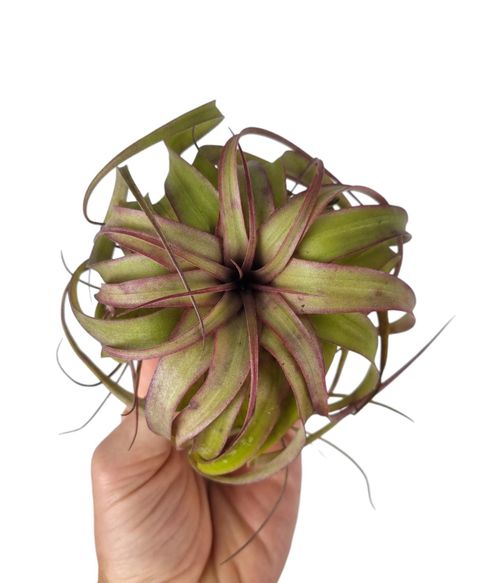 Tillandsia 'Eric Knobloch'