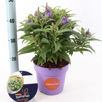 Buddleja BLUE SARAH