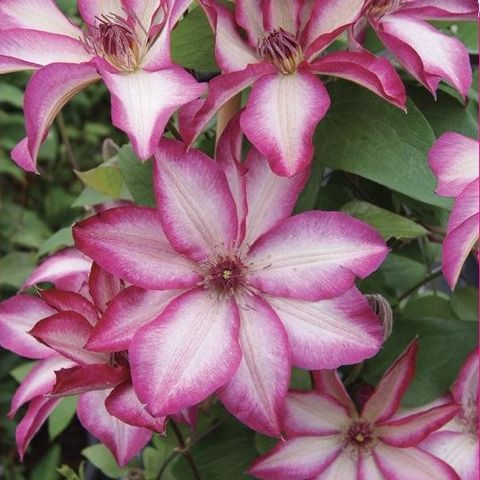 Clematis PICOTEE (EL) — Plant Wholesale FlorAccess