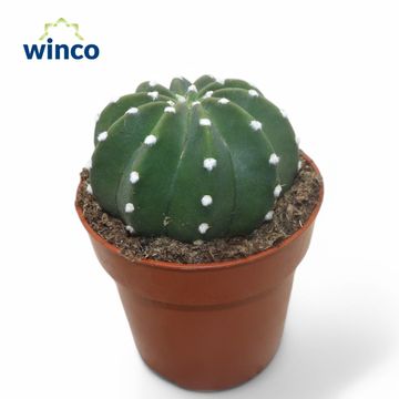 Echinopsis subdenudata