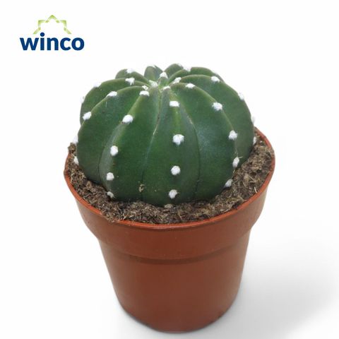 Echinopsis subdenudata