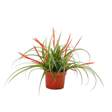 Tillandsia flabellata