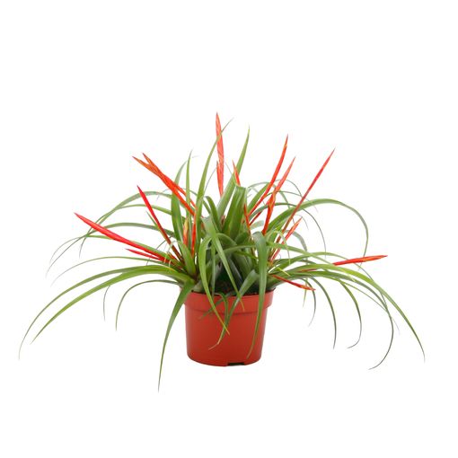 Tillandsia flabellata