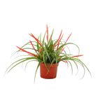 Tillandsia flabellata