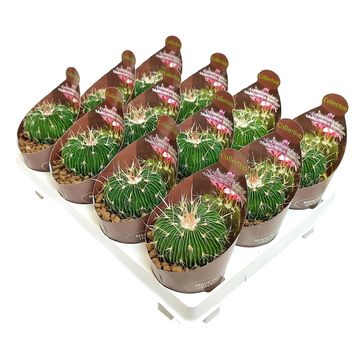 Echinofossulocactus multicostatus brevispinus