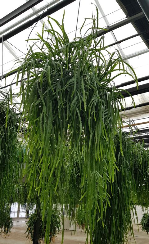 Rhipsalis HOLVIANA