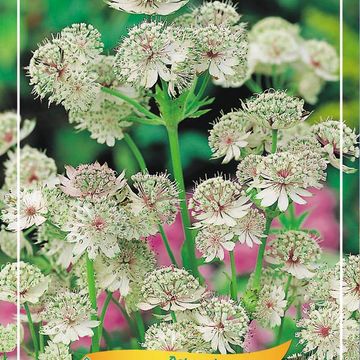 Astrantia major MIX