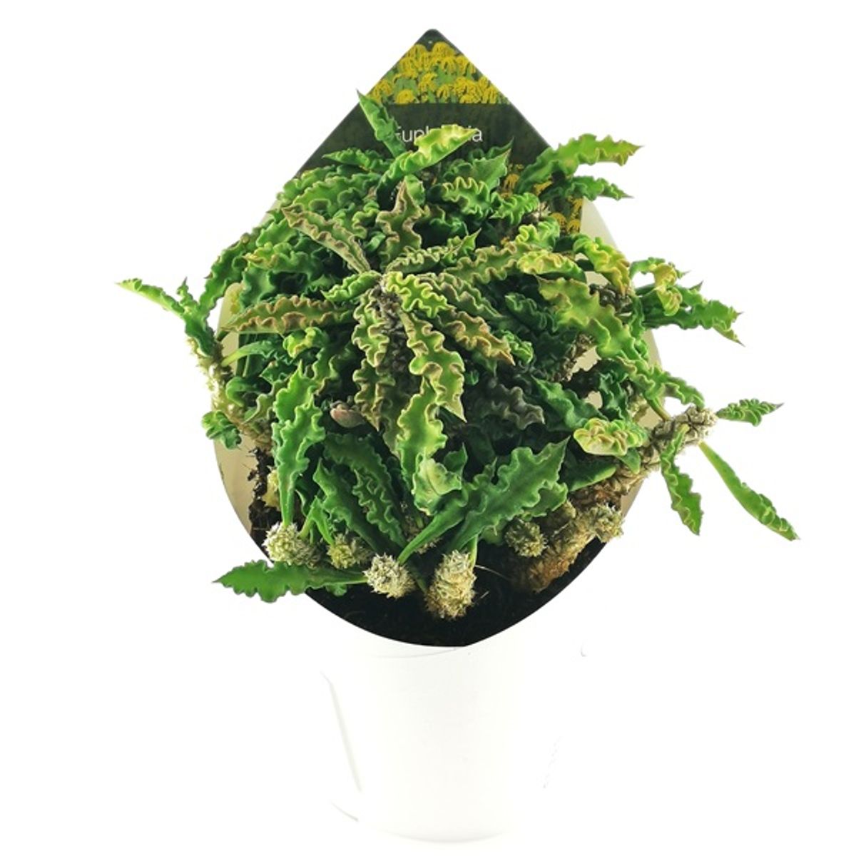 Euphorbia decaryi — Plant Wholesale FlorAccess